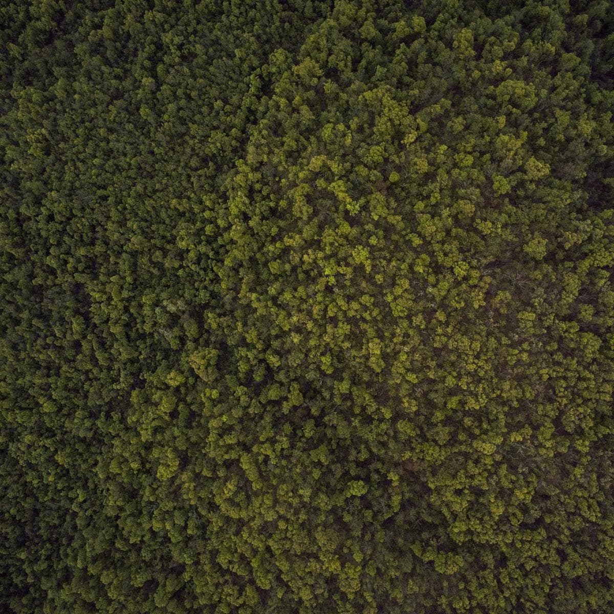 Shades of Green - صورة 1