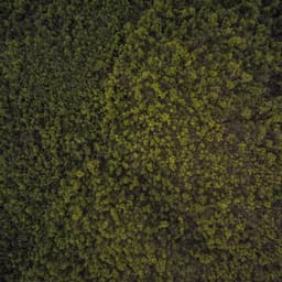Shades of Green - صورة 1